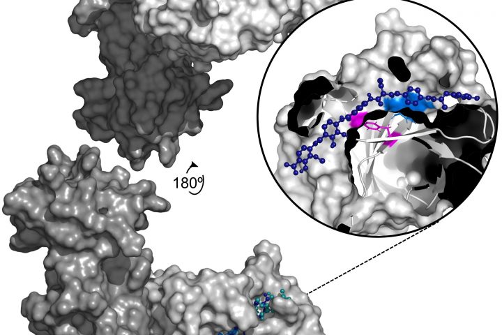 Mechanism behind bacterial resistance to albicidin antibiotic unveiled