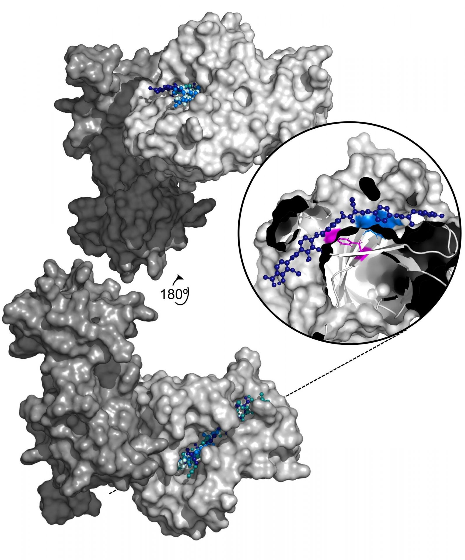 Mechanism behind bacterial resistance to albicidin antibiotic unveiled