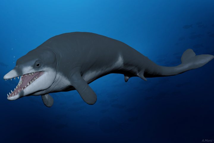 Unveiling Tutcetus: The Young ‘Pharaoh’ of Whales, 41 Million Years Ago