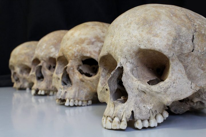 Evolutionary Forces Mold Human Skeleton