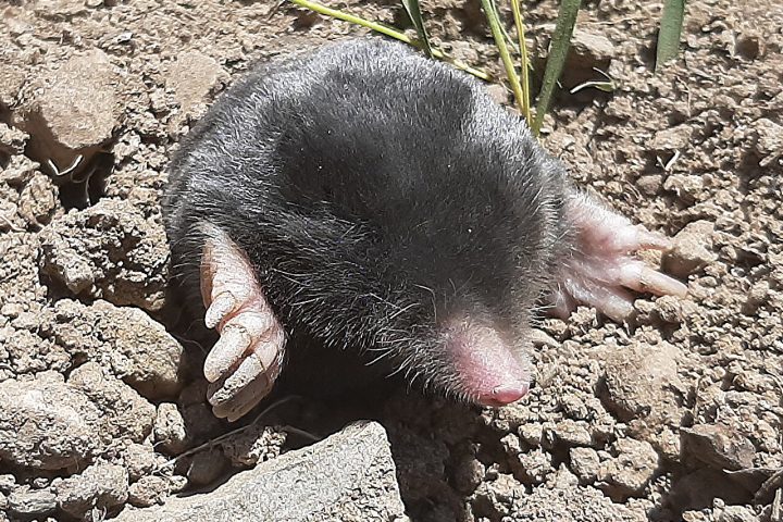 Scientists Discover Two New Species of Mole in Eastern Turkish Mountains