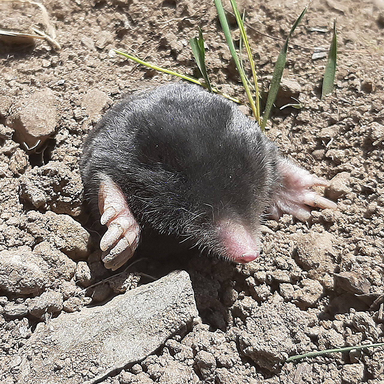 Scientists Discover Two New Species of Mole in Eastern Turkish Mountains