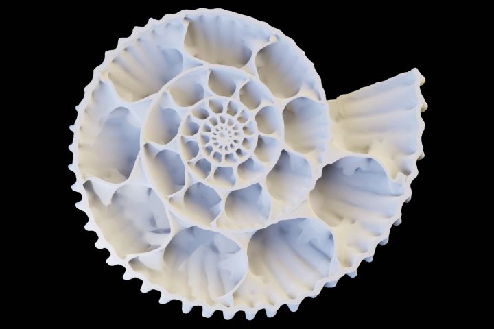 Evolving elegance: Scientists link beauty and protection in ammonoid shells