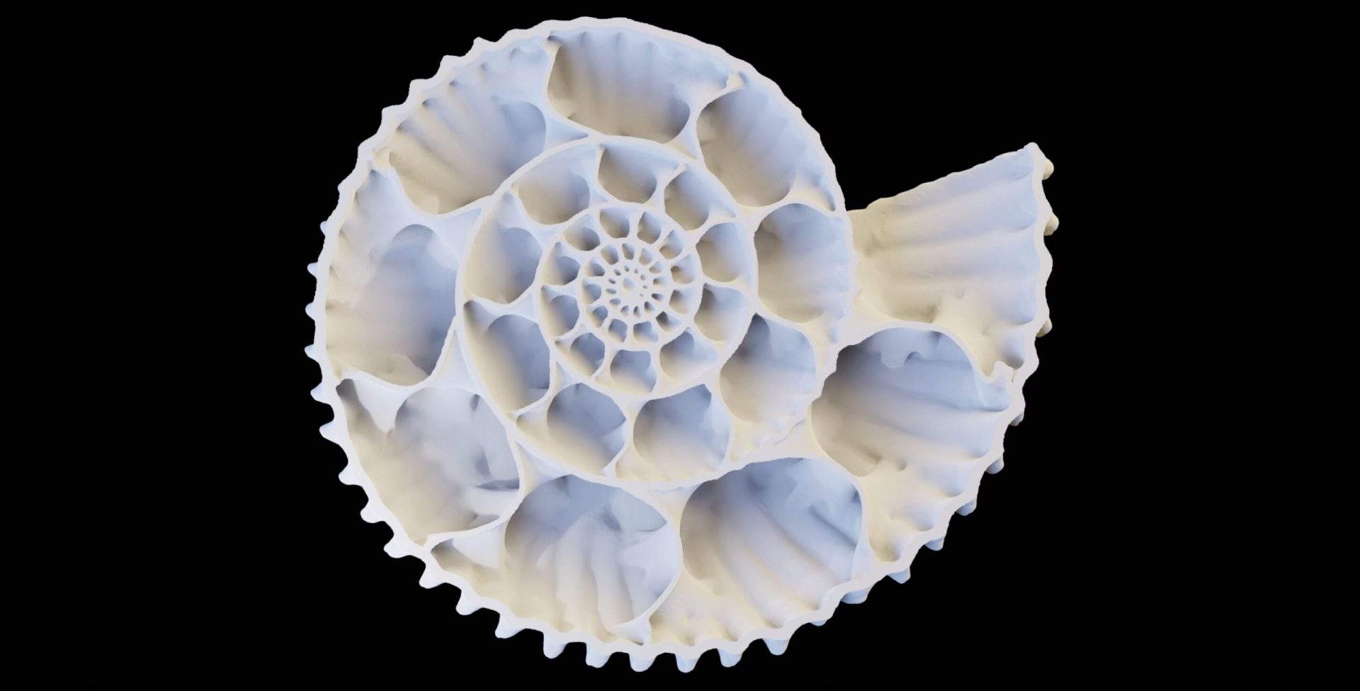 Evolving elegance: Scientists link beauty and protection in ammonoid shells