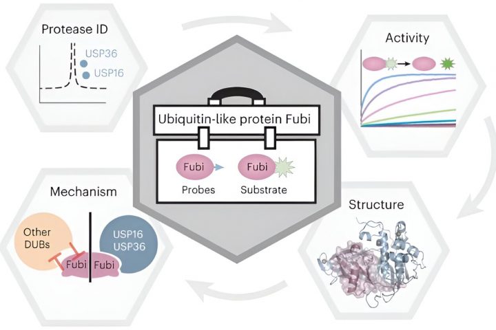 Unveiling the Dual Role of Deubiquitinating Enzymes as Fubi Proteases: Unlocking Protein Factory Efficiency