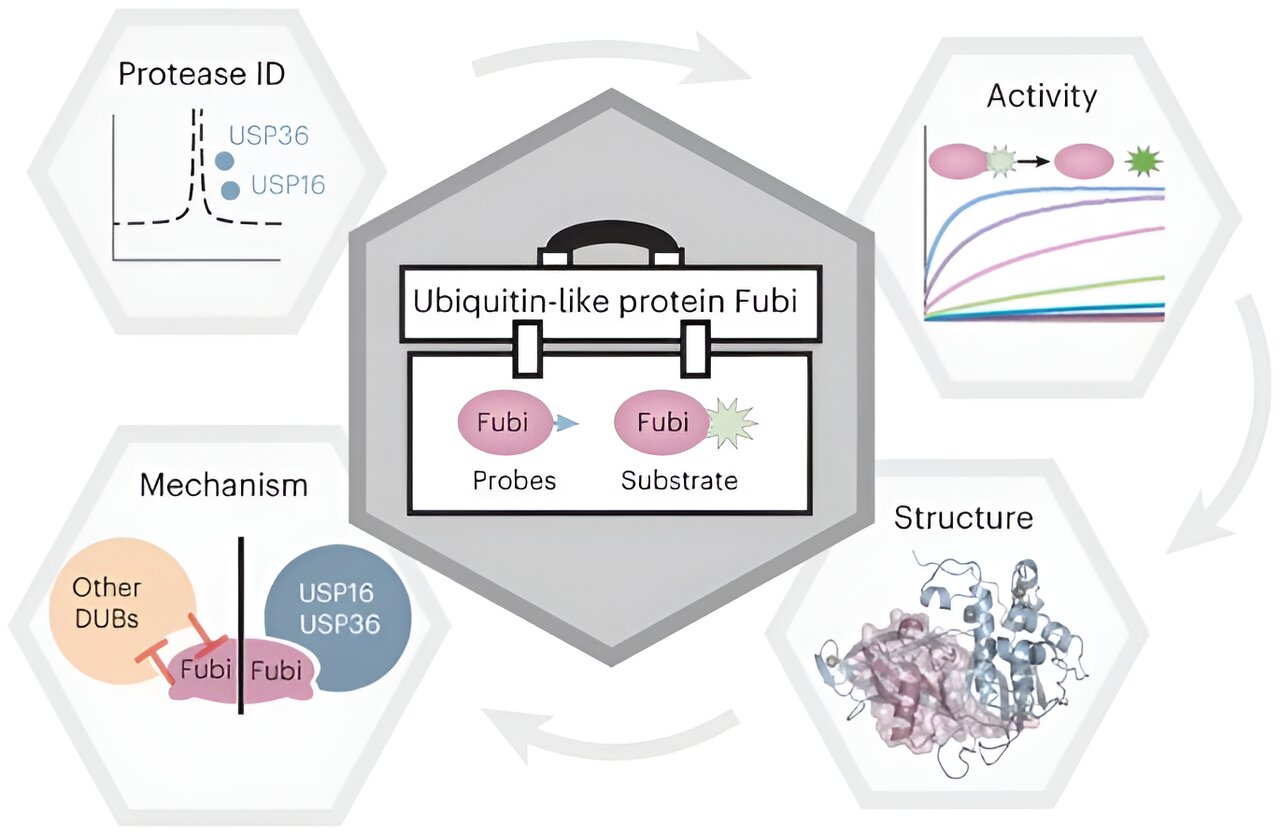 Unveiling the Dual Role of Deubiquitinating Enzymes as Fubi Proteases: Unlocking Protein Factory Efficiency