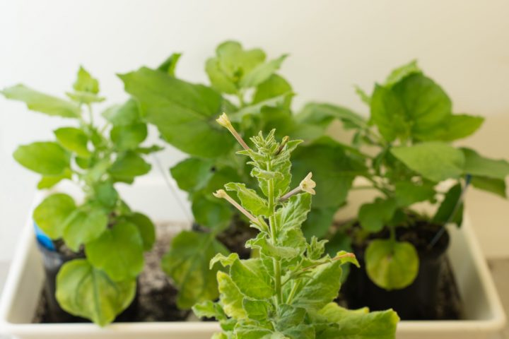 Genetic Blueprint Unveiled for Plant-Based Vaccine and Therapeutics Production
