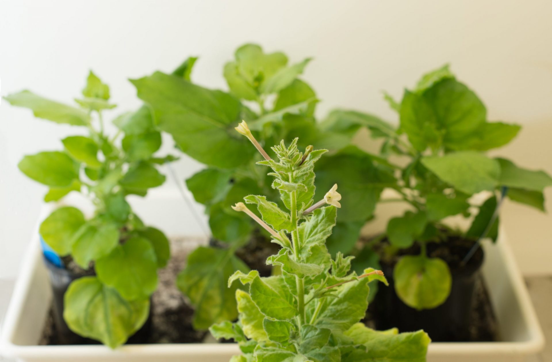 Genetic Blueprint Unveiled for Plant-Based Vaccine and Therapeutics Production