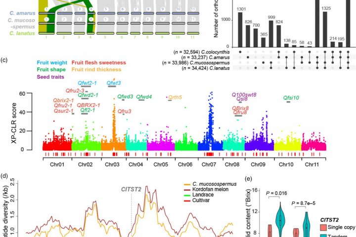 New Genomic Insights Unveil Watermelon Evolution, Quality, and Resilience