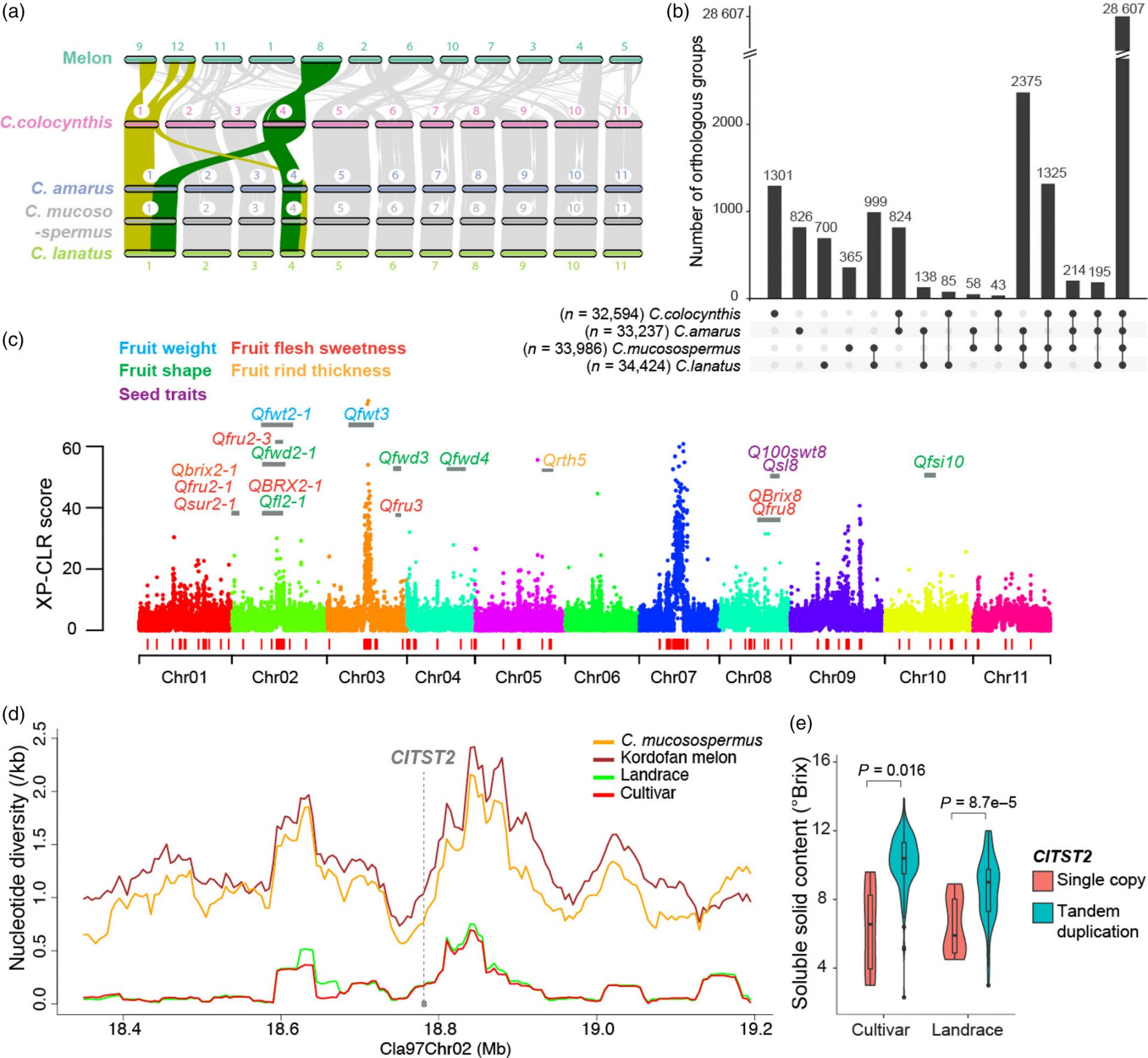 New Genomic Insights Unveil Watermelon Evolution, Quality, and Resilience