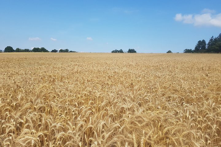 Chemicals from Maize Roots Impact Wheat Yield
