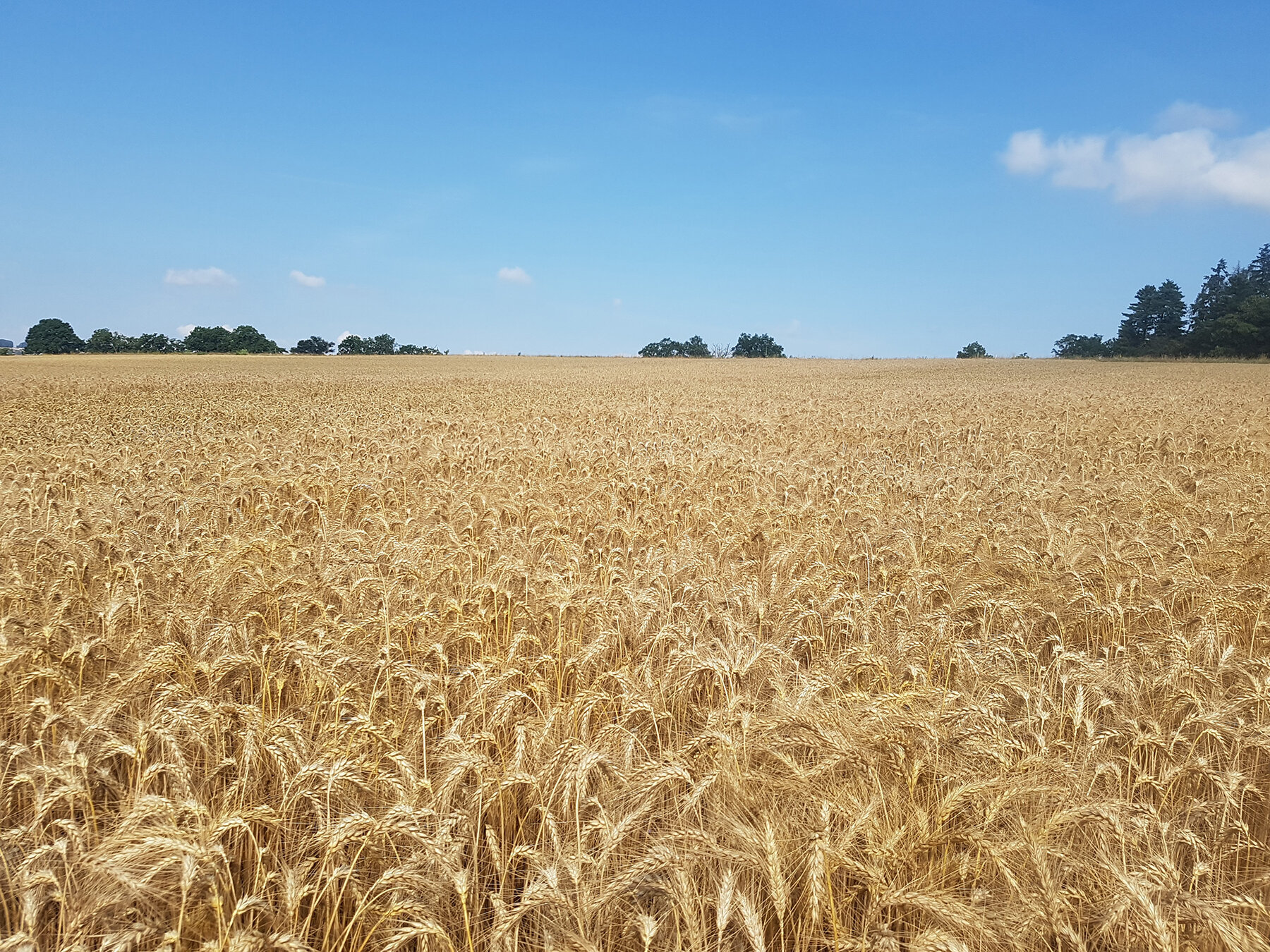 Chemicals from Maize Roots Impact Wheat Yield