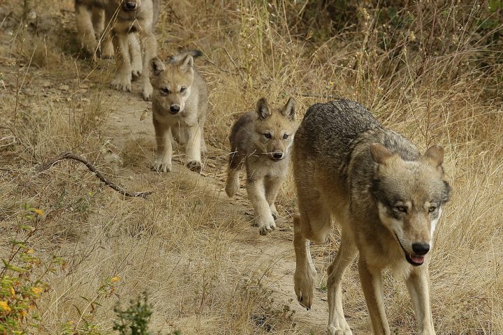 Researchers Discover New Endangered Gray Wolf Pack in California