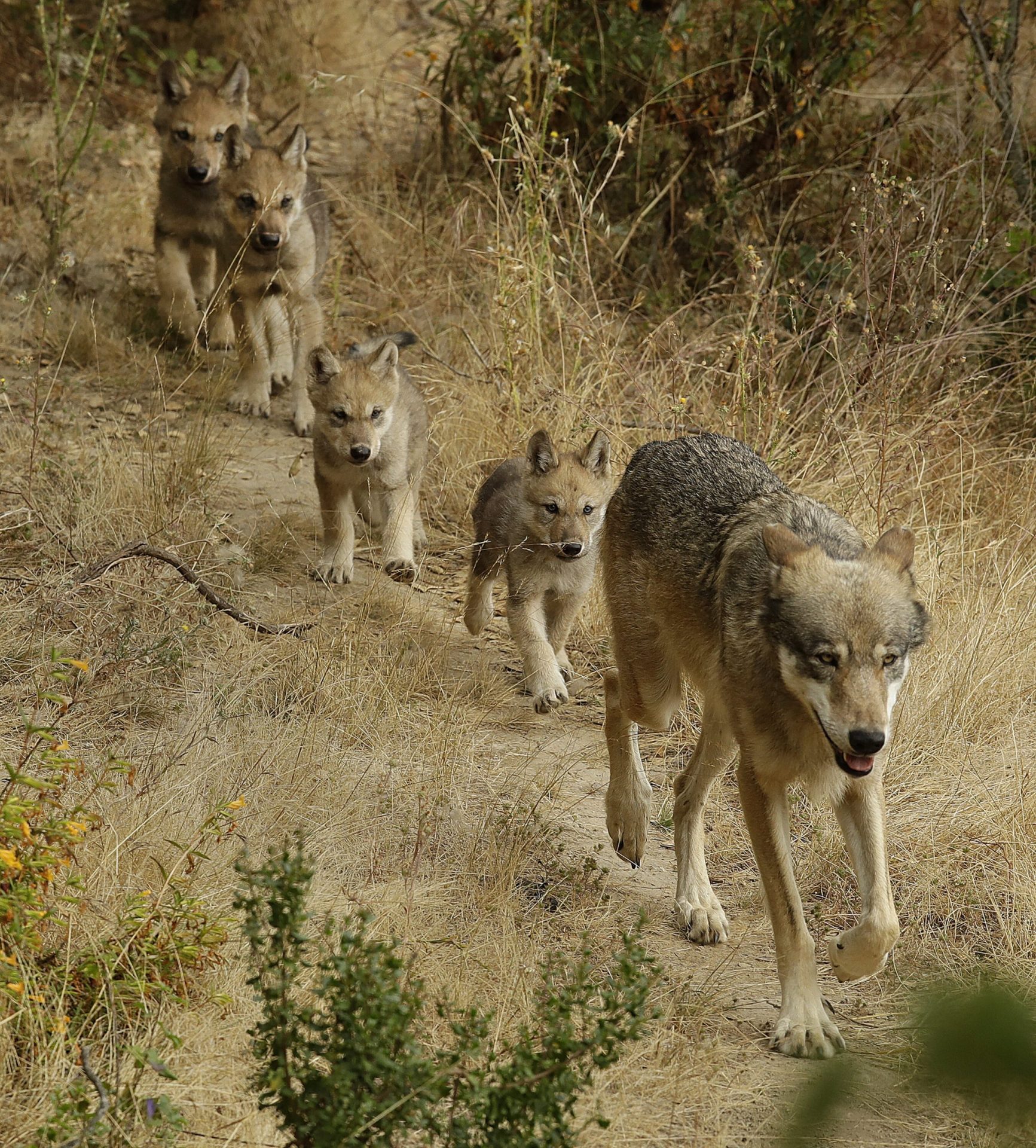Researchers Discover New Endangered Gray Wolf Pack in California