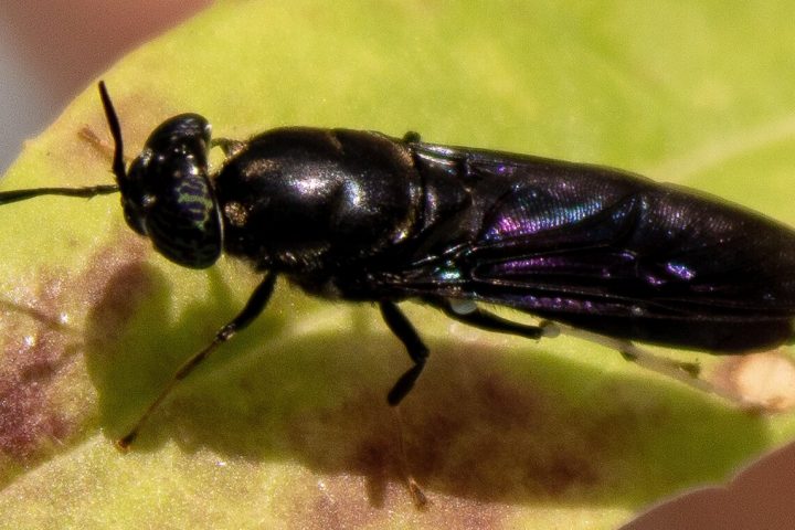 Transforming Flies into Degradable Plastics