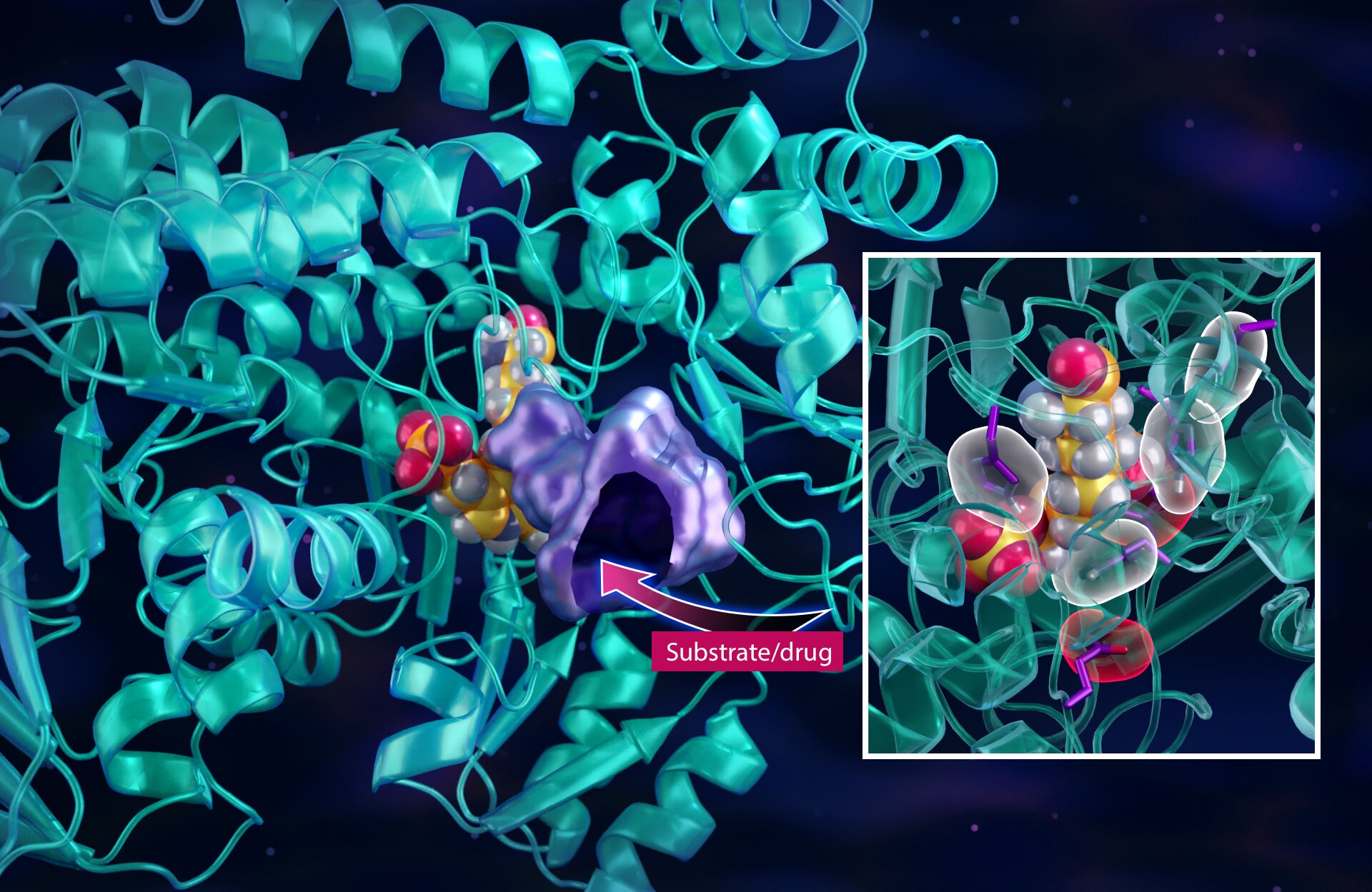 Neutrons Combat Cancer’s Hijacking of Metabolic Highway