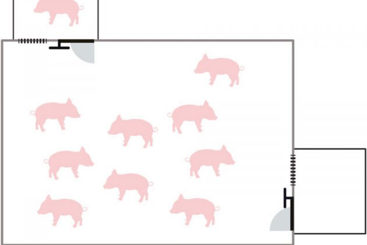 These little piggies aid neighbors: New research design to illuminate reasons