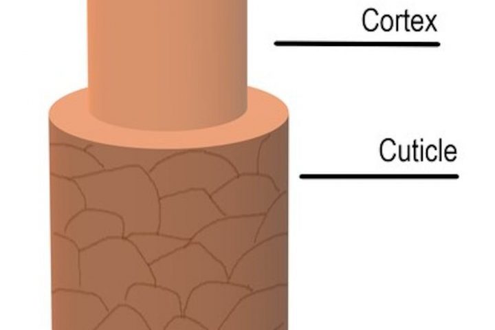 Chemist Unveils the Science Behind Hair Structure: Unraveling the Mystery of Summertime Hair Curls