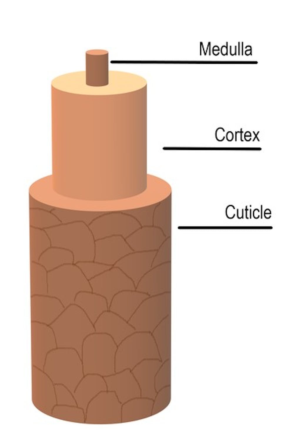 Chemist Unveils the Science Behind Hair Structure: Unraveling the Mystery of Summertime Hair Curls