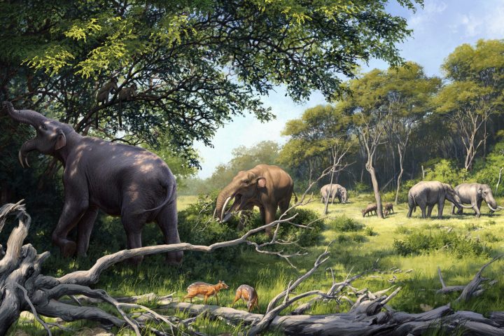 Elephant Ancestors’ Teeth Adapted to Africa’s Long-Term Diet and Climate Shifts