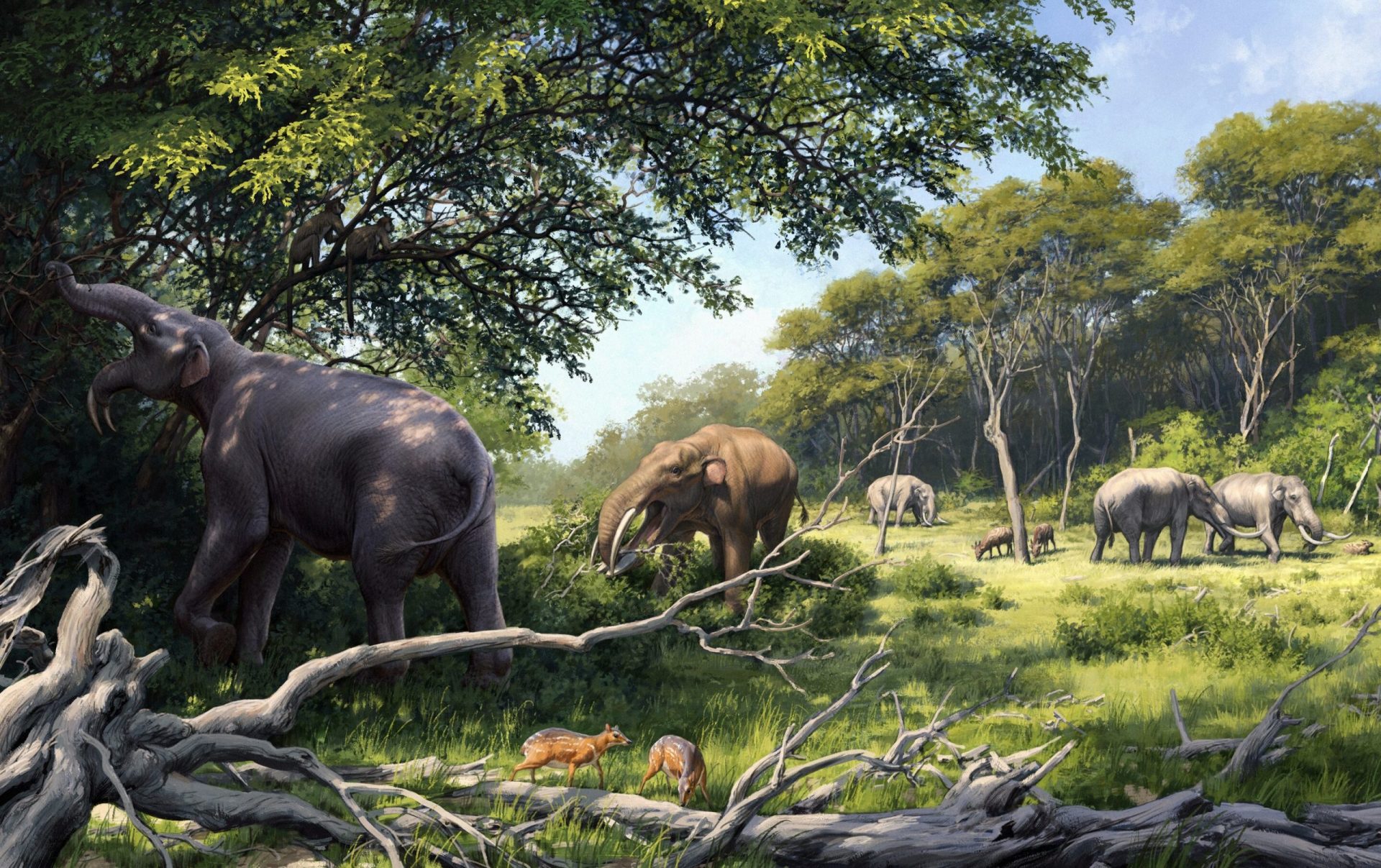 Elephant Ancestors’ Teeth Adapted to Africa’s Long-Term Diet and Climate Shifts