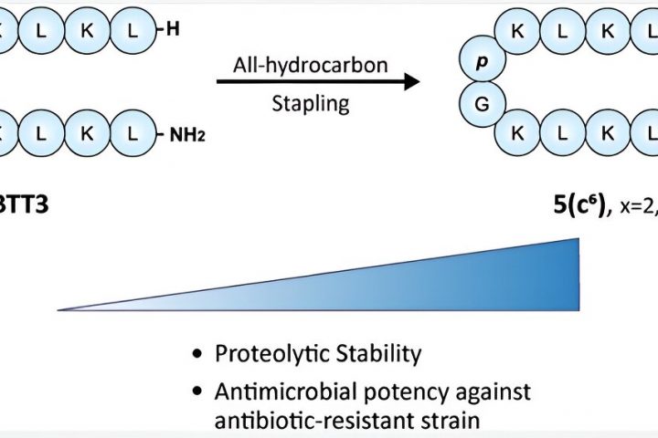 Scientists Develop Antimicrobial Peptides with Enhanced Stability
