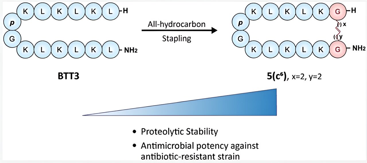 Scientists Develop Antimicrobial Peptides with Enhanced Stability