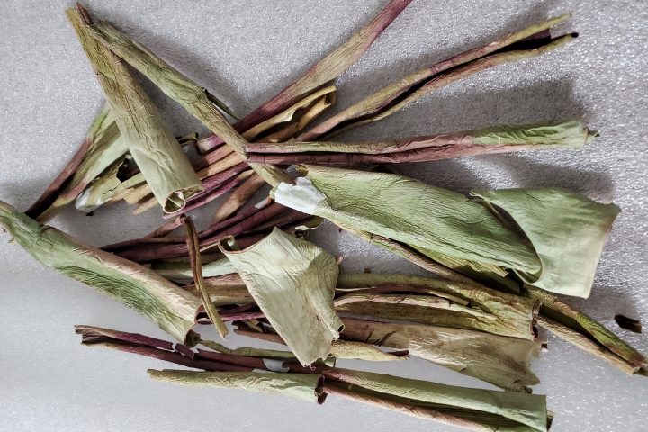 Discarded aloe peels: A potential eco-friendly insecticide