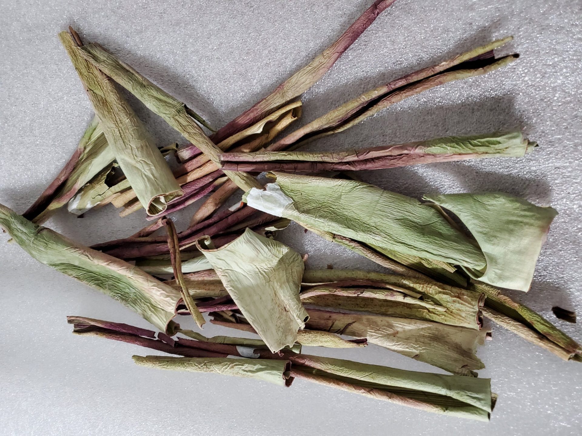 Discarded aloe peels: A potential eco-friendly insecticide