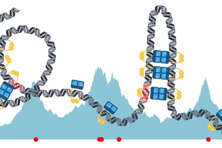 Mathematical Model Unveils Fresh Insights on Genetic Information Distribution in Bacterial Cell Division