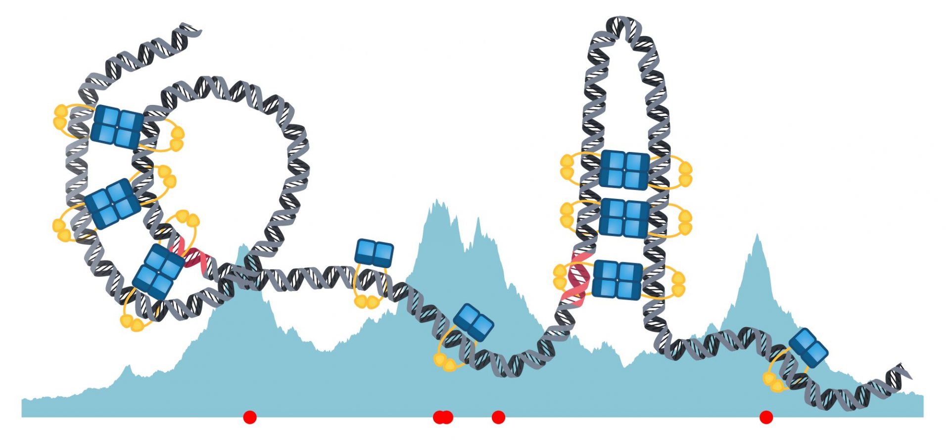 Mathematical Model Unveils Fresh Insights on Genetic Information Distribution in Bacterial Cell Division
