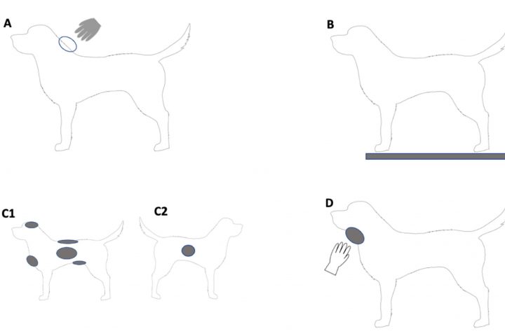DNA evidence on dogs aids in identifying and apprehending criminals