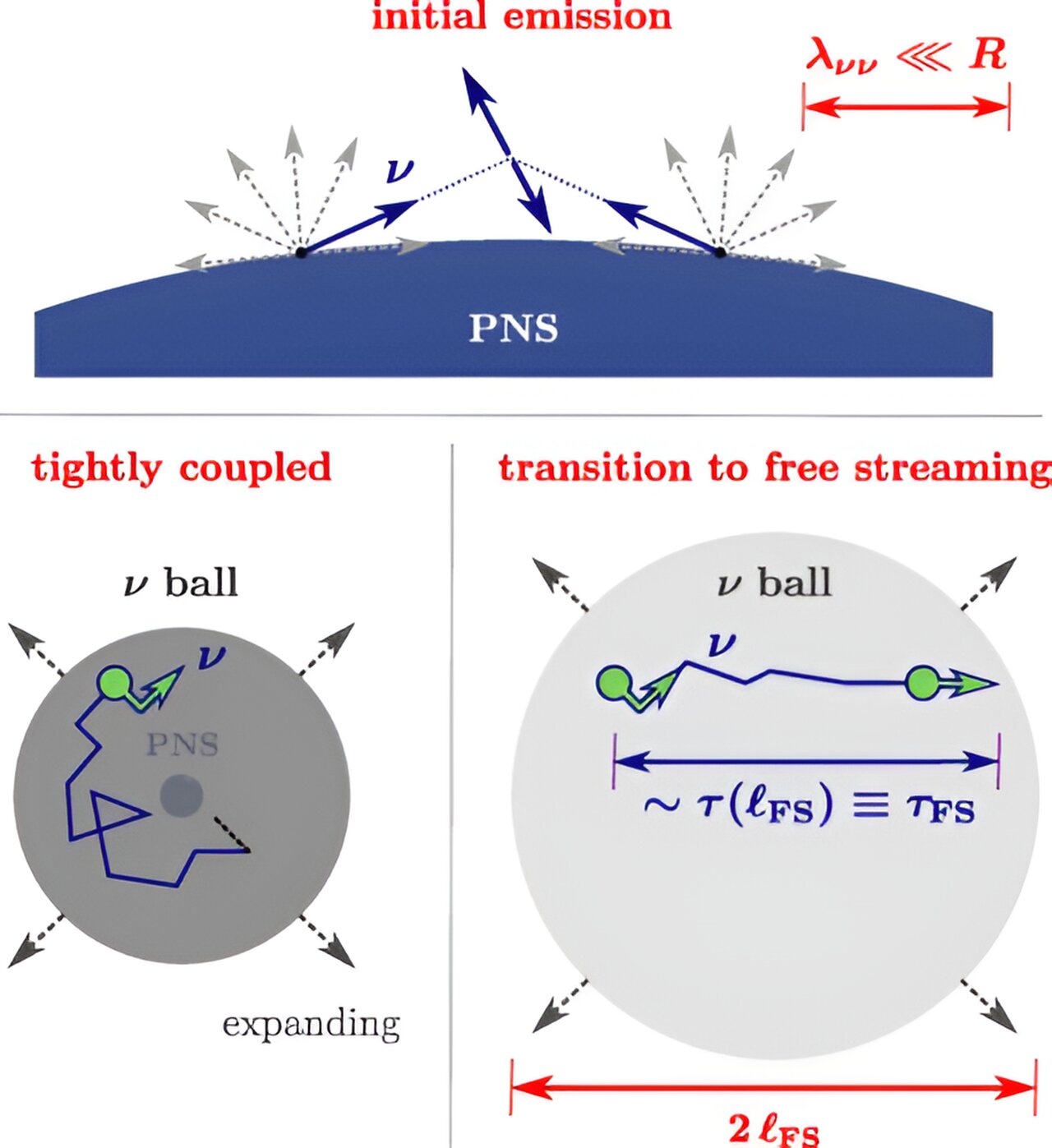 Using supernovae to study neutrinos’ peculiar characteristics