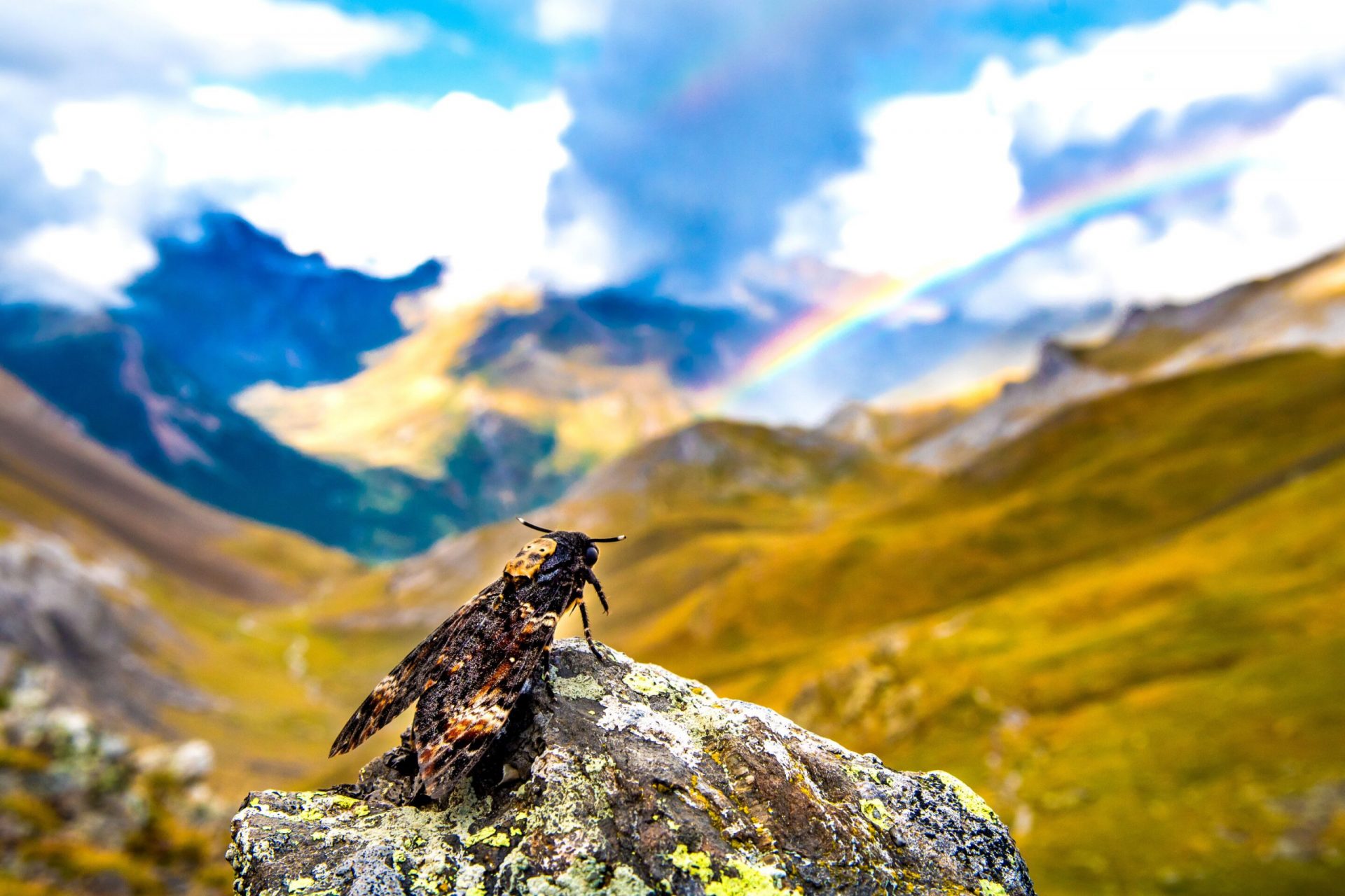 Bats Feast on Insects During Pyrenees’ Migration