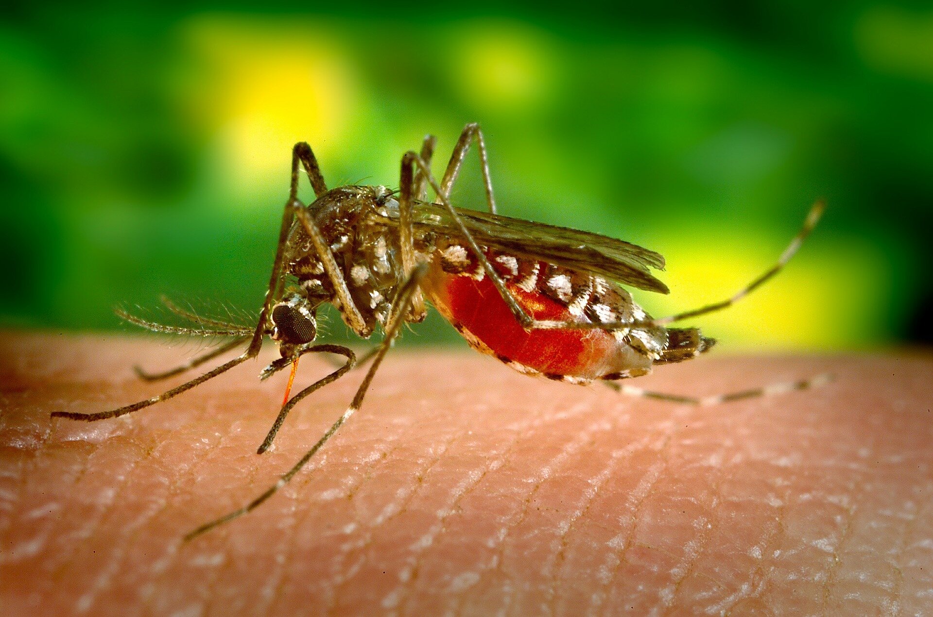 Researchers Discover New Host-Based Target for Multiple Mosquito-Transmitted Viruses