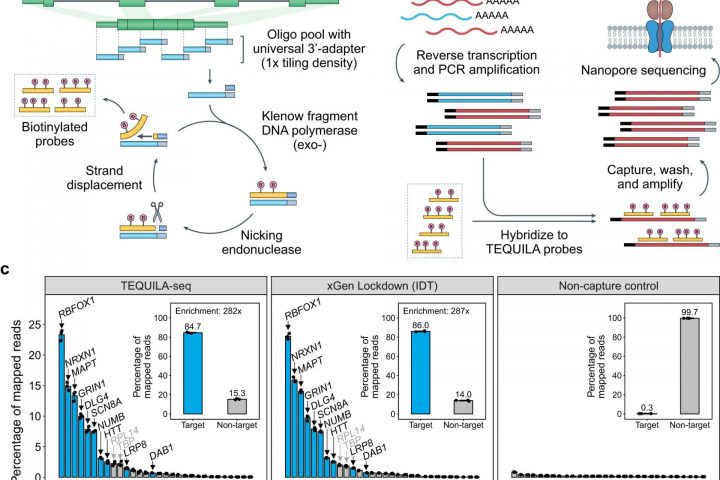 Researchers Develop Versatile and Low-Cost Technology for Targeted Long-Read RNA Sequencing