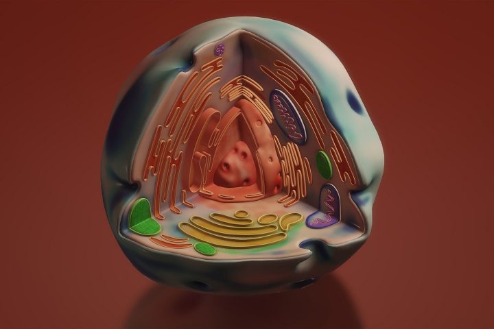 Study Reveals Evolutionary Origins of Nucleolus Component