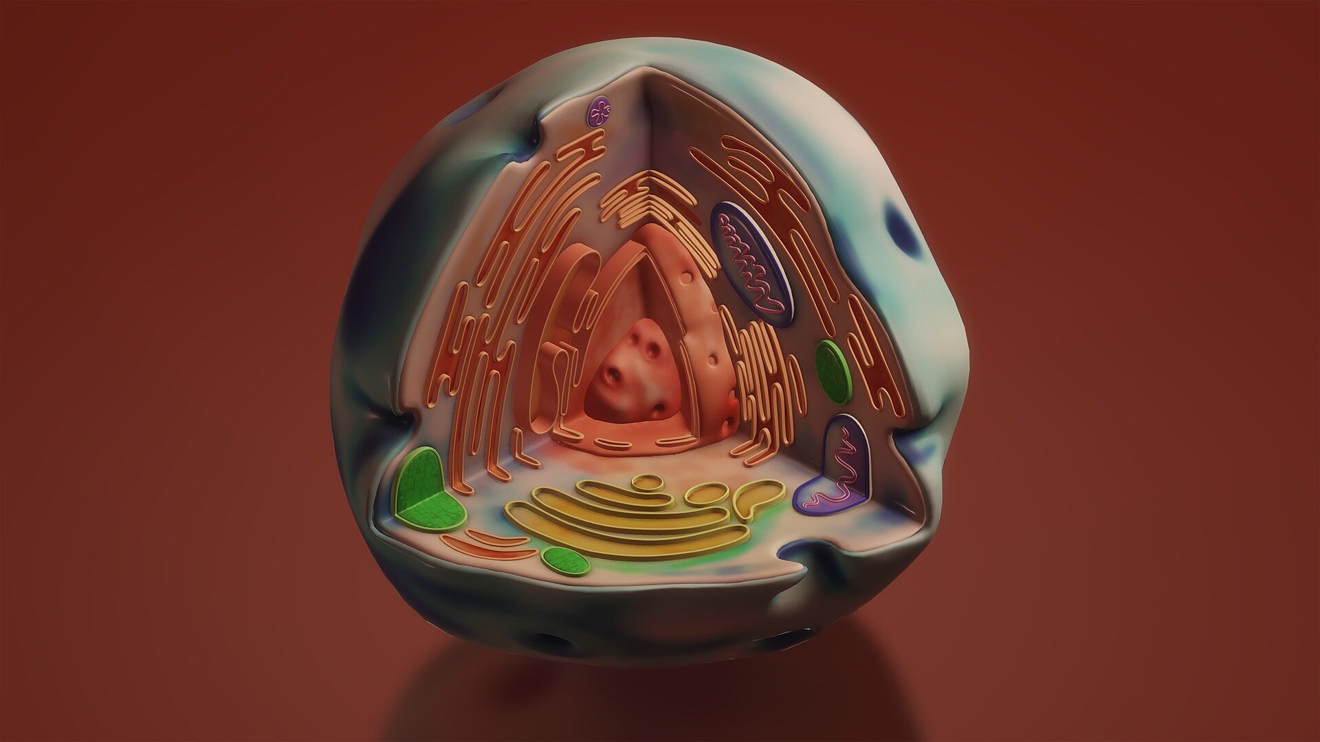 Study Reveals Evolutionary Origins of Nucleolus Component