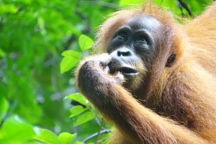 Examining Factors Influencing Curiosity Across Species