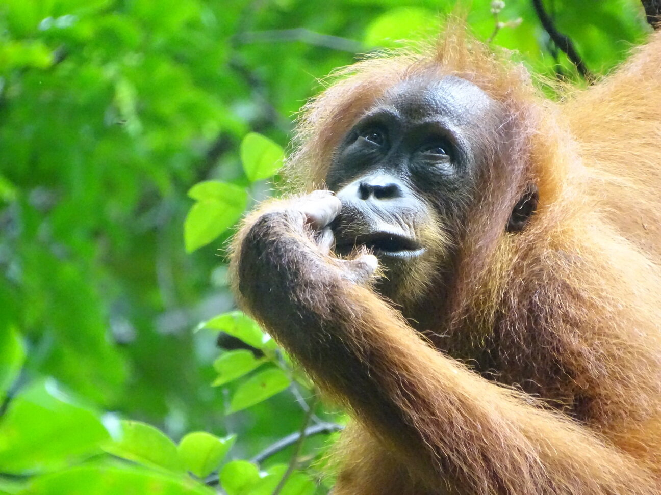 Examining Factors Influencing Curiosity Across Species