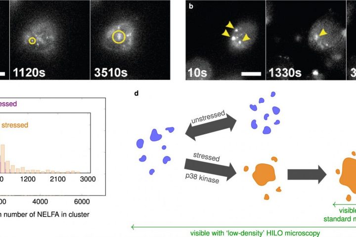 First Accurate Data Reveals Dynamic Molecular Aggregates in Cells