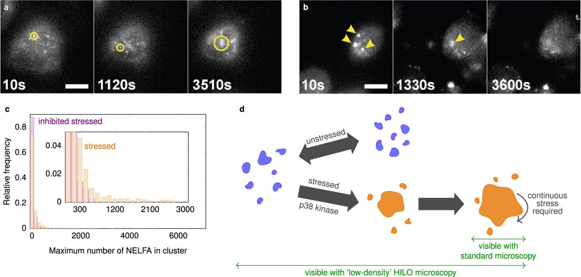 First Accurate Data Reveals Dynamic Molecular Aggregates in Cells