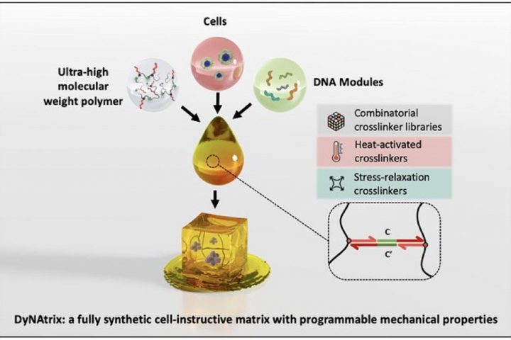 Programmable DNA Hydrogels Revolutionize Cell Culture and Personalized Medicine