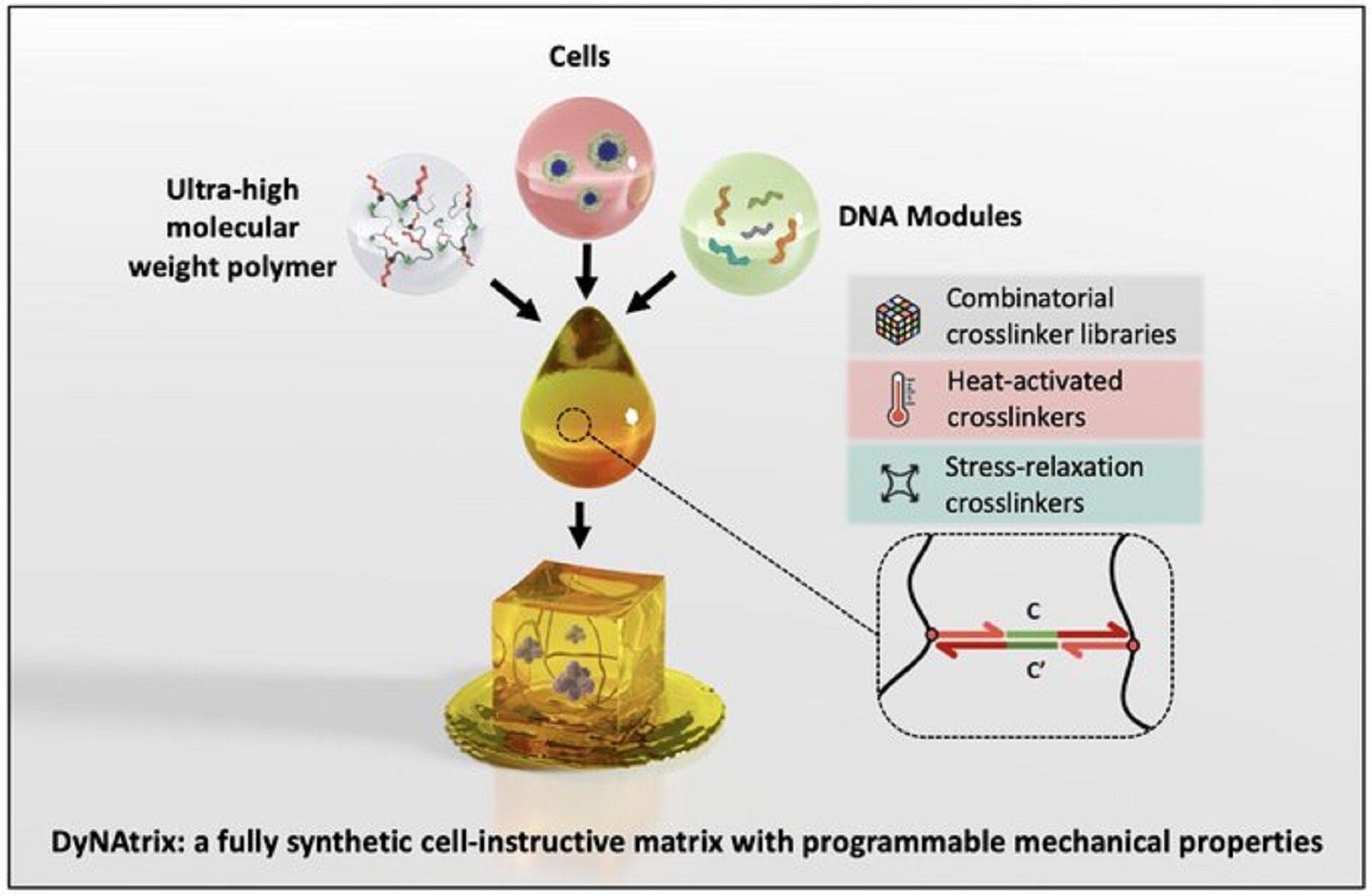 Programmable DNA Hydrogels Revolutionize Cell Culture and Personalized Medicine