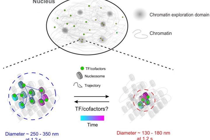 Researchers Investigate Complex Mechanisms Behind Gene Expression