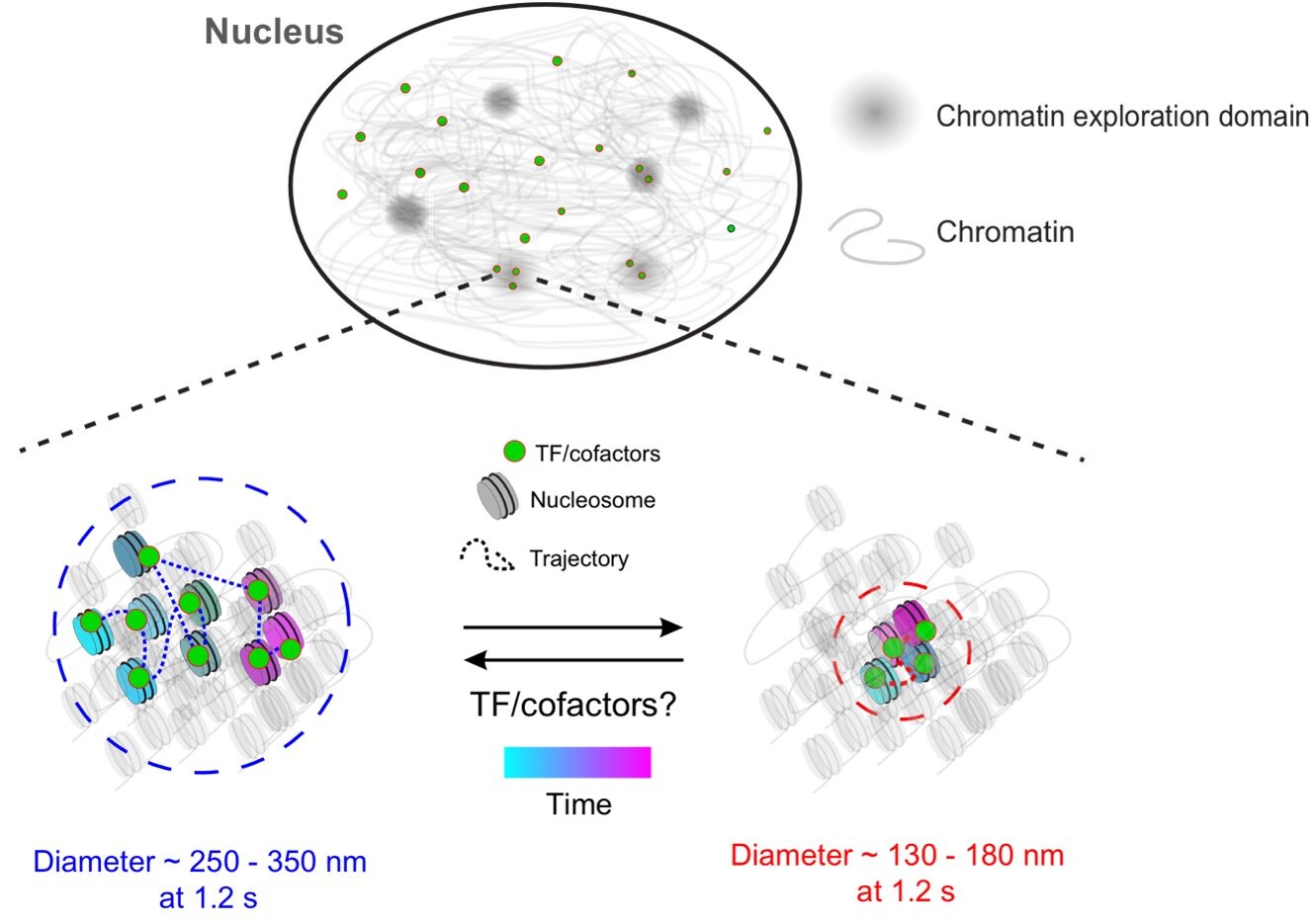 Researchers Investigate Complex Mechanisms Behind Gene Expression