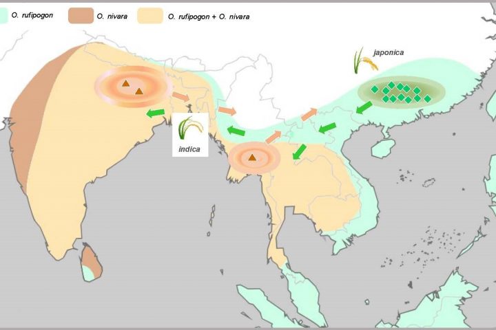Population Genomic Analyses Unveil Multiple Domestications of Asian Rice
