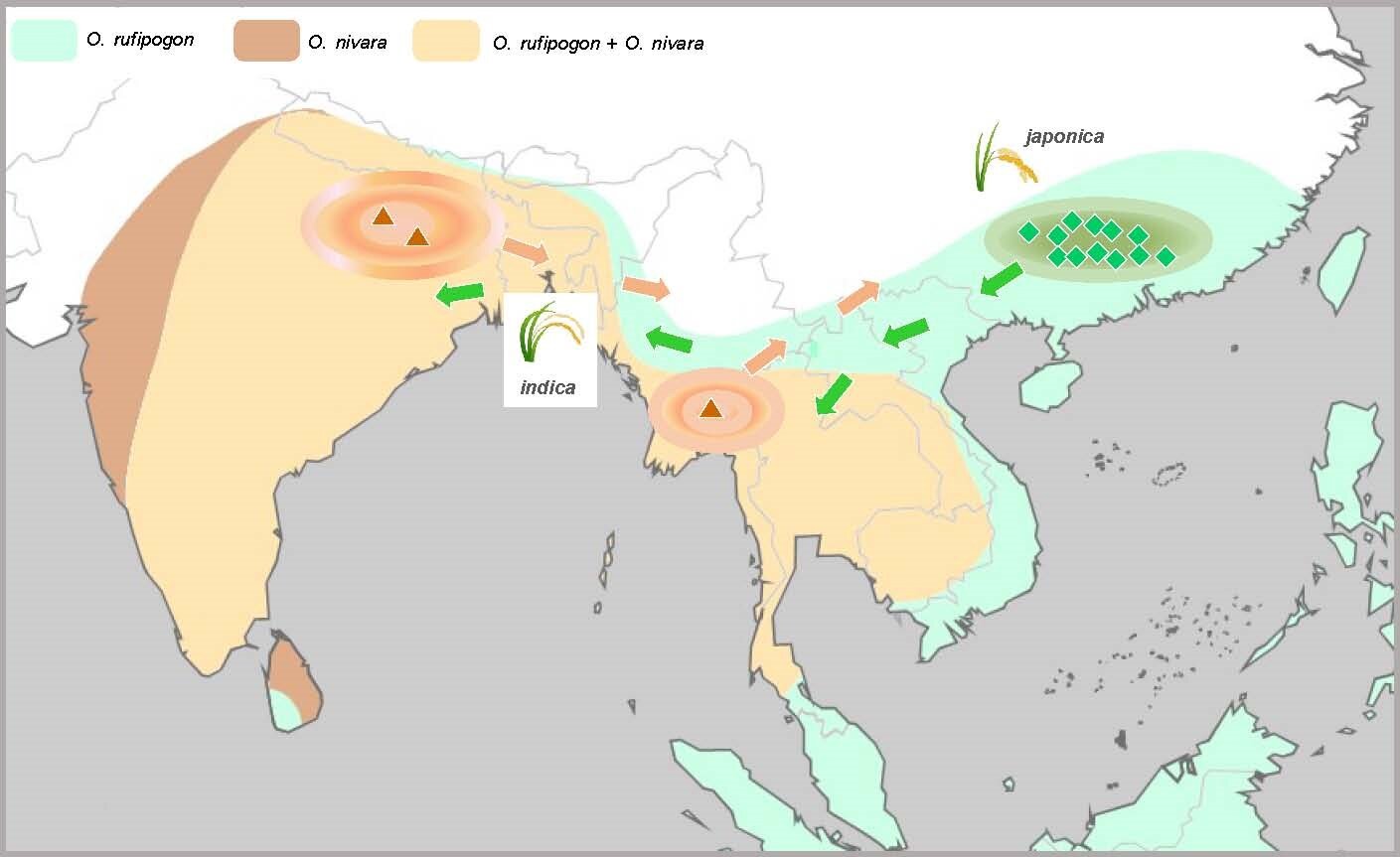 Population Genomic Analyses Unveil Multiple Domestications of Asian Rice