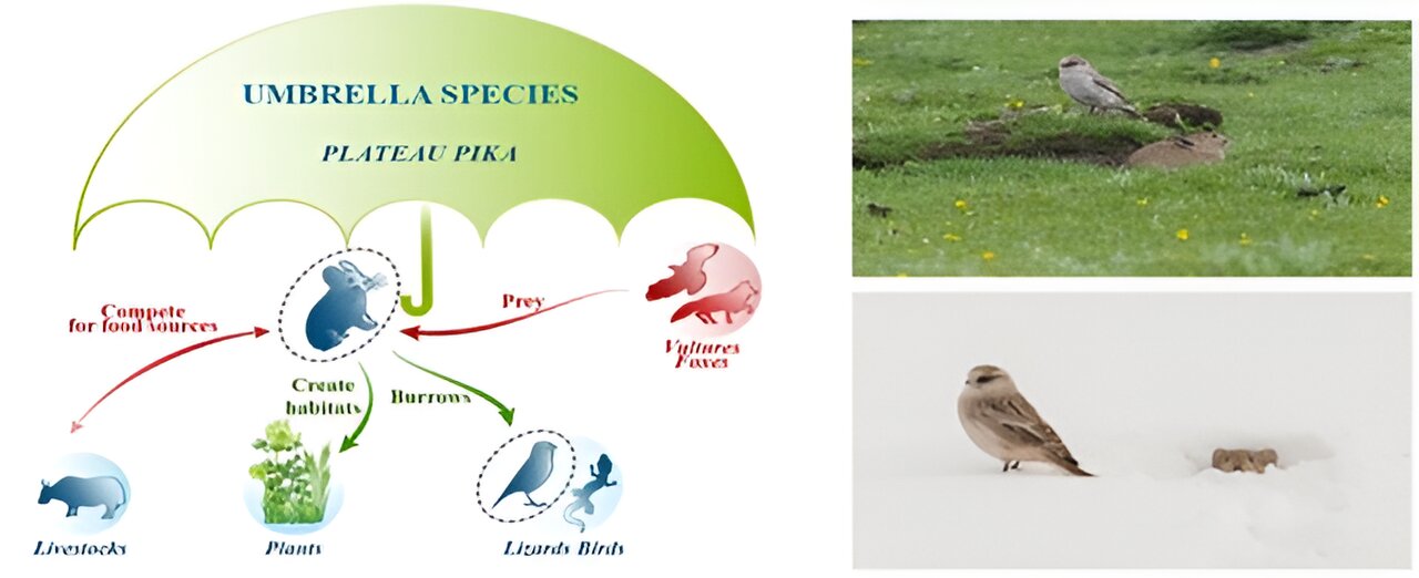 Plateau Pika: Key Species for Preserving Alpine Grassland Ecosystem Amid Climate Change