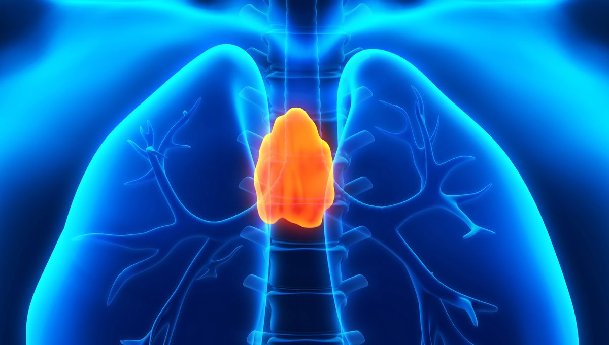 “Overlooked Organ Once Deemed Useless in Adults Unveils Potential Cancer Protection”